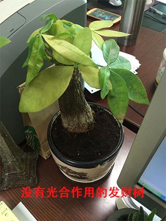 發財樹錯誤擺放示范.jpg