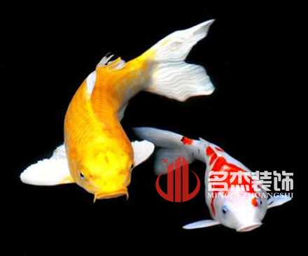 辦公室裝修風水之養殖金魚.jpg